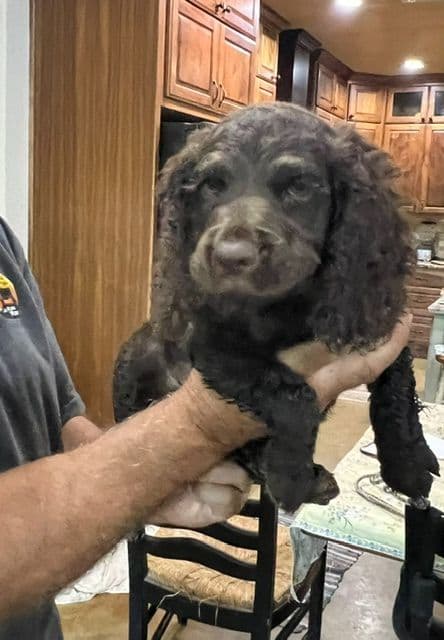 Champion Bloodline Boykin Spaniel Puppies breeder image 4