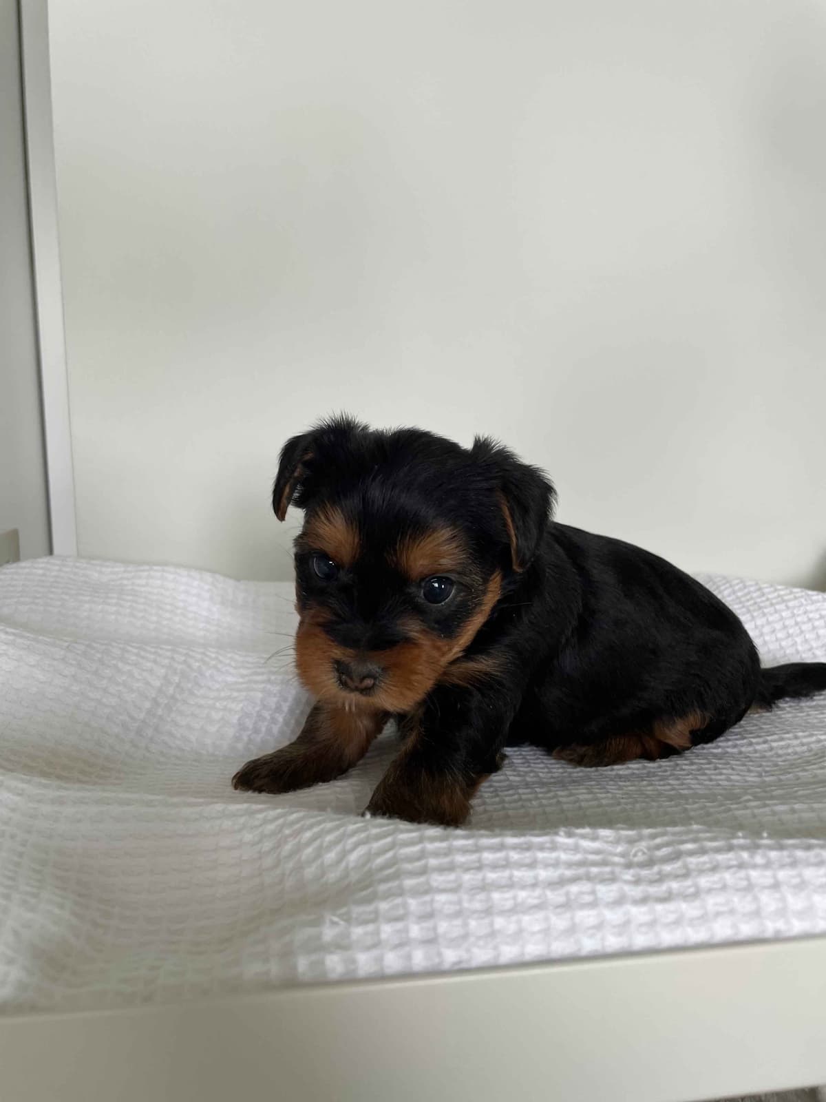 Yorkshire Terrier Puppies breeder image 2