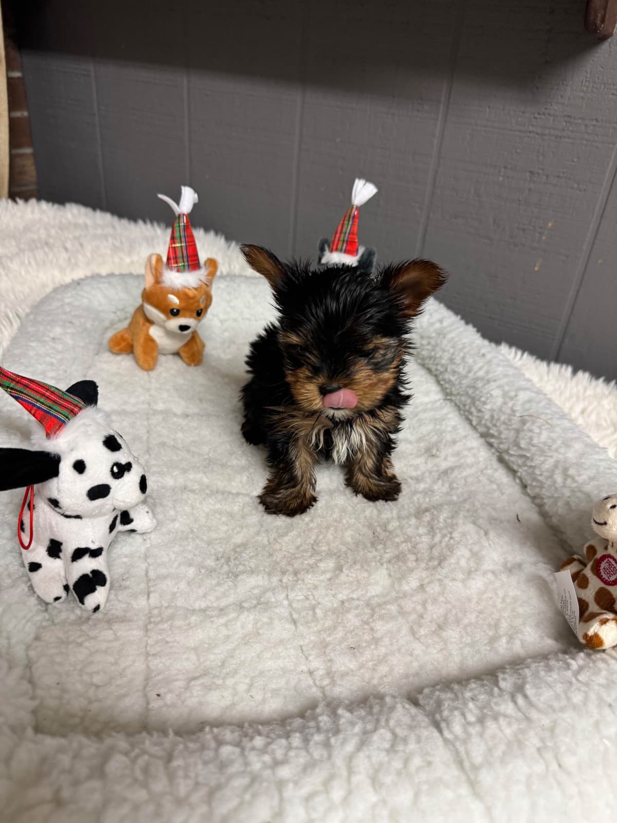 Yorkshire Terrier Puppies breeder image 9