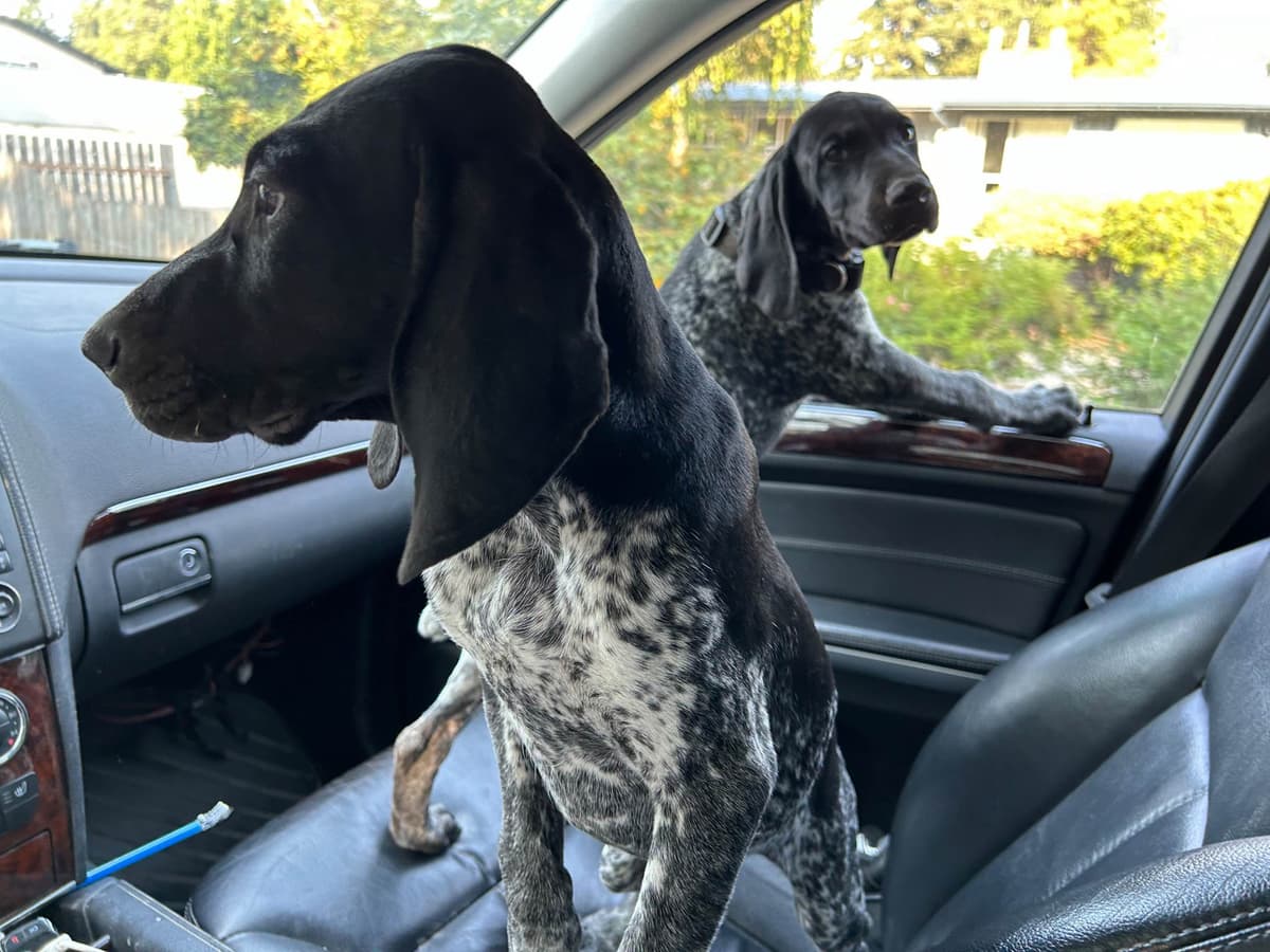 German Shorthaired Pointer Puppies breeder image 3