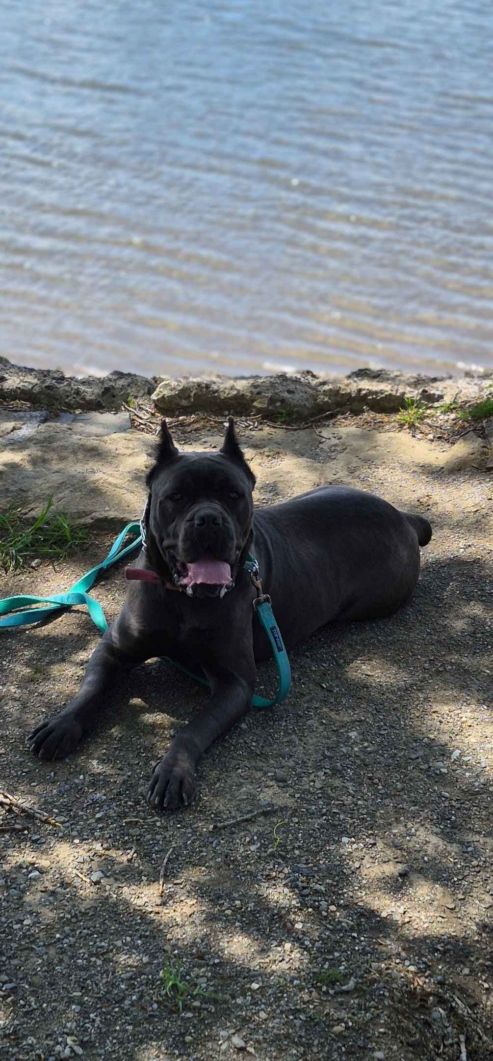 Cane Corso Puppies breeder image 11