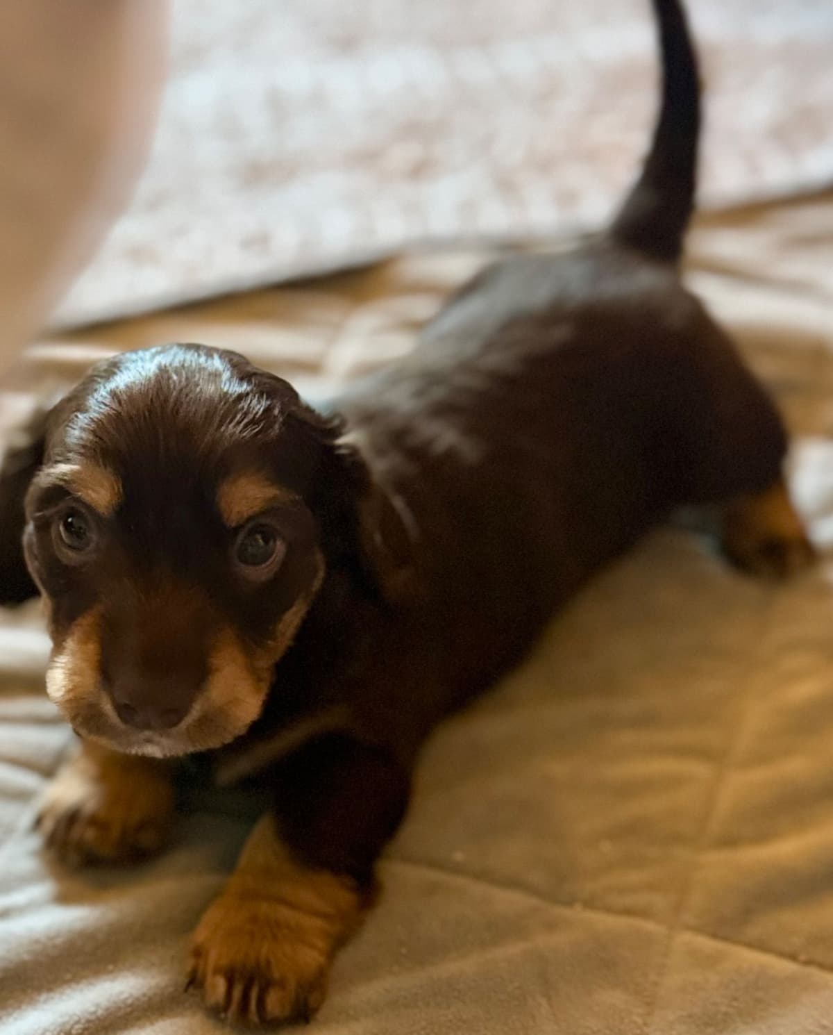 Dachshund Puppies breeder image 4