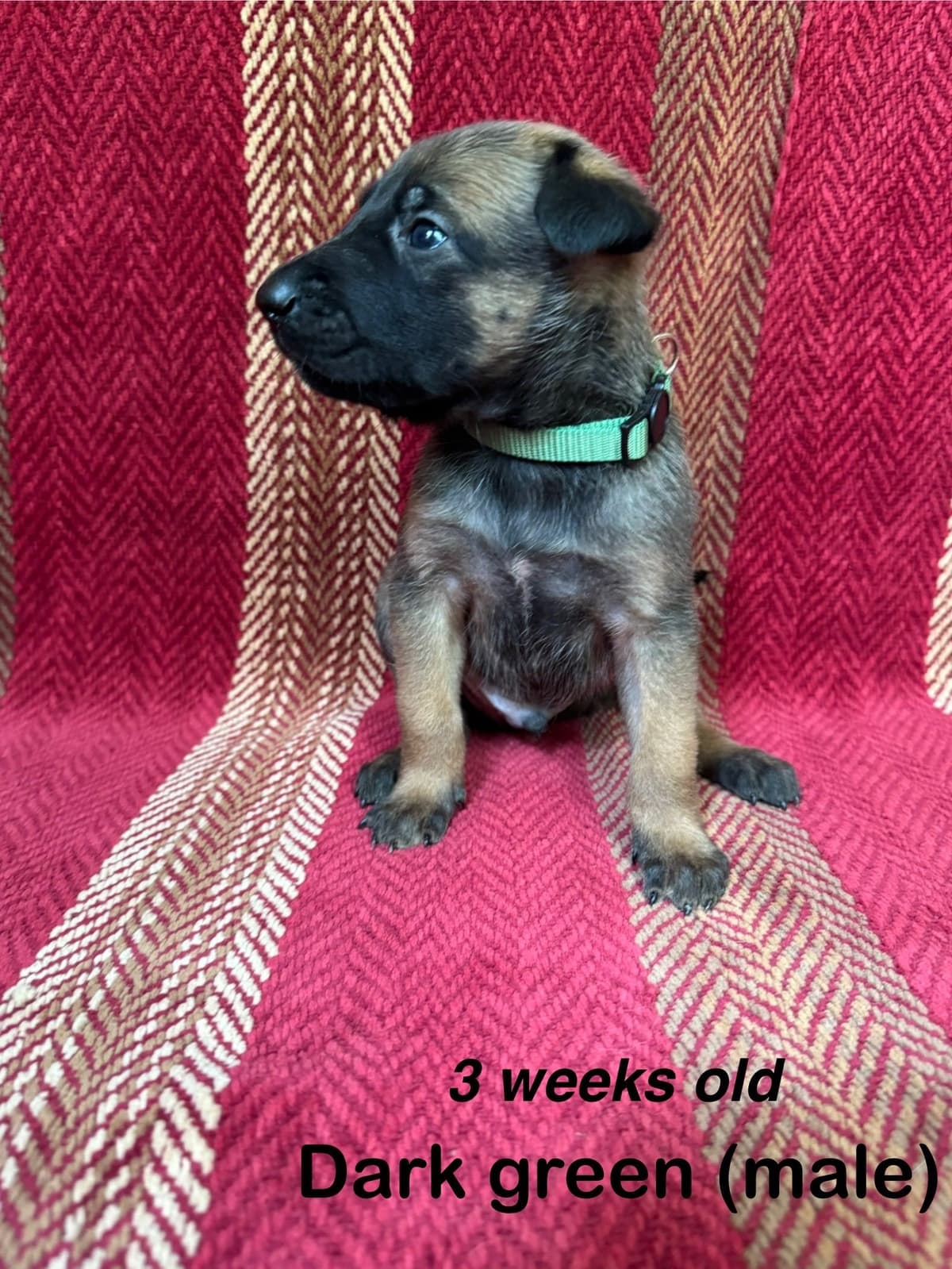 Belgian Malinois Puppies breeder image 3