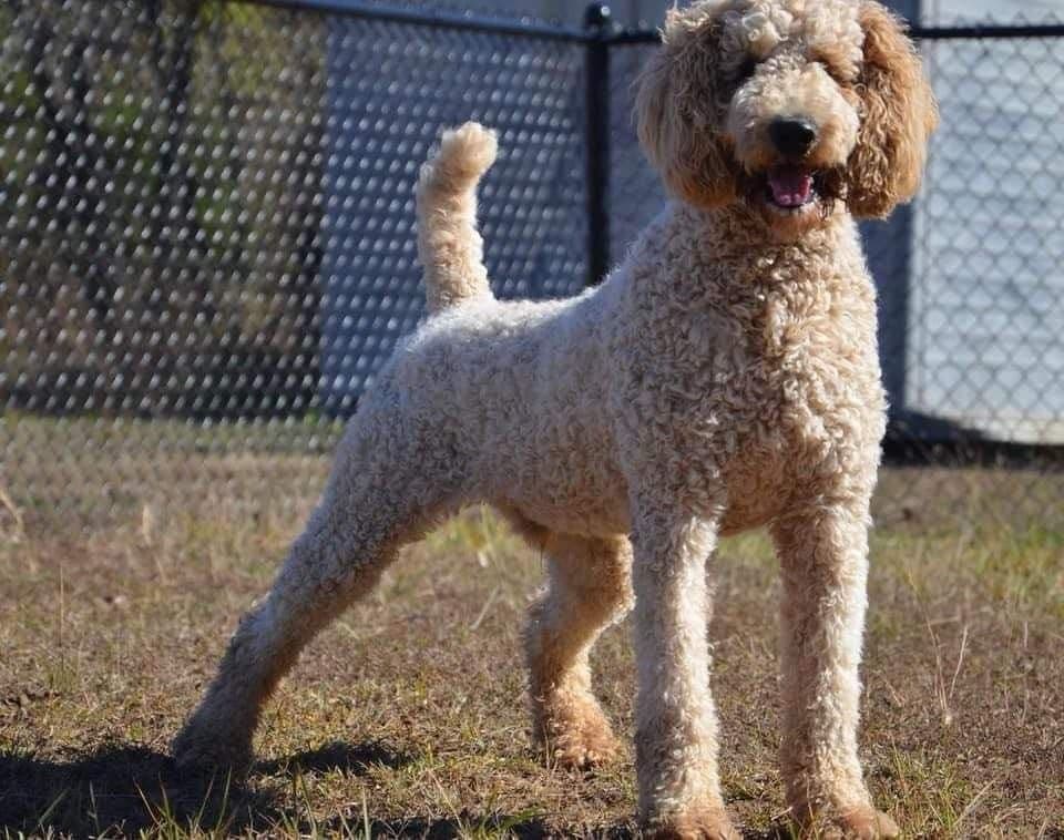 Poodle Puppies breeder image 1