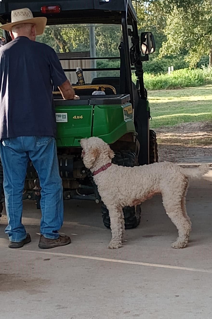 Poodle Puppies breeder image 5