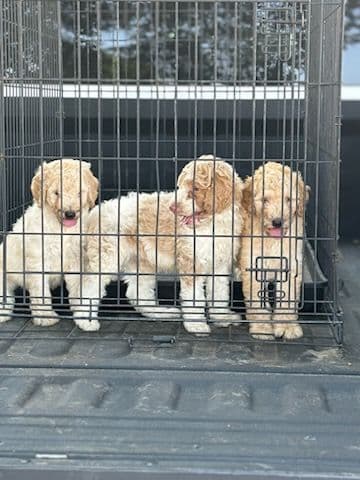 Poodle Puppies breeder image 6