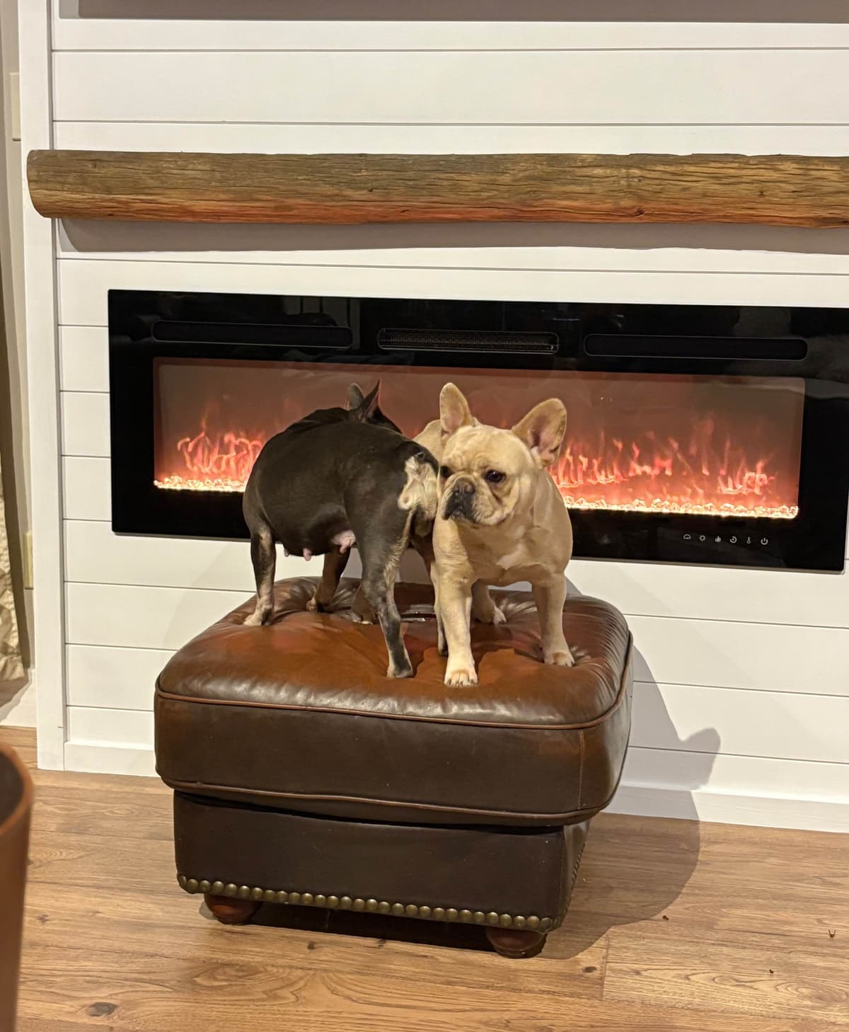 French Bulldog Puppies breeder image 6