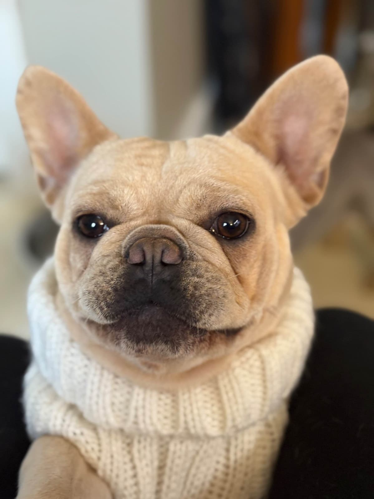 French Bulldog Puppies breeder image 25