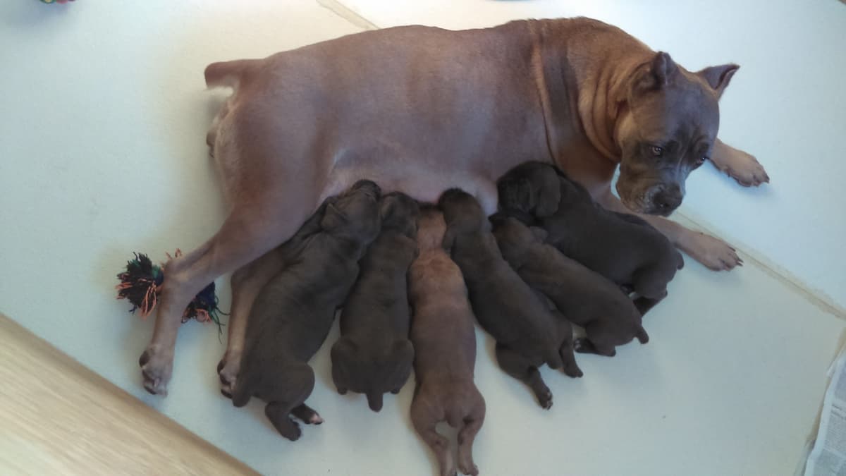 Cane Corso Puppies- Last One!! breeder image 25