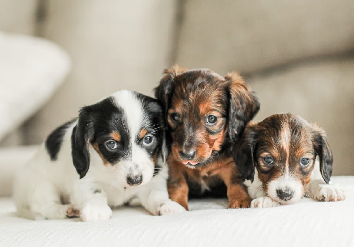 Cocker Spaniel Puppies breeder image 5