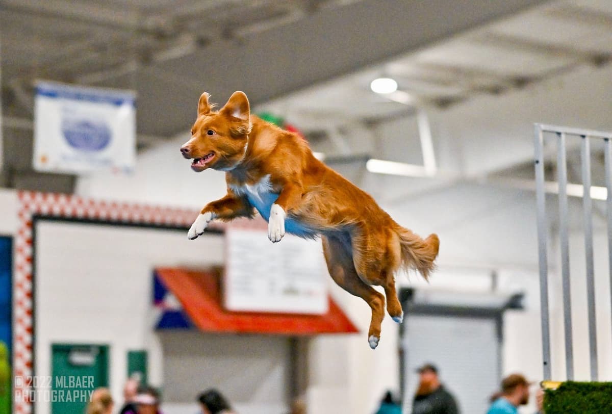 The "Bourbon Boys" (Nova Scotia Duck Tolling Retriever Puppies) breeder image 3