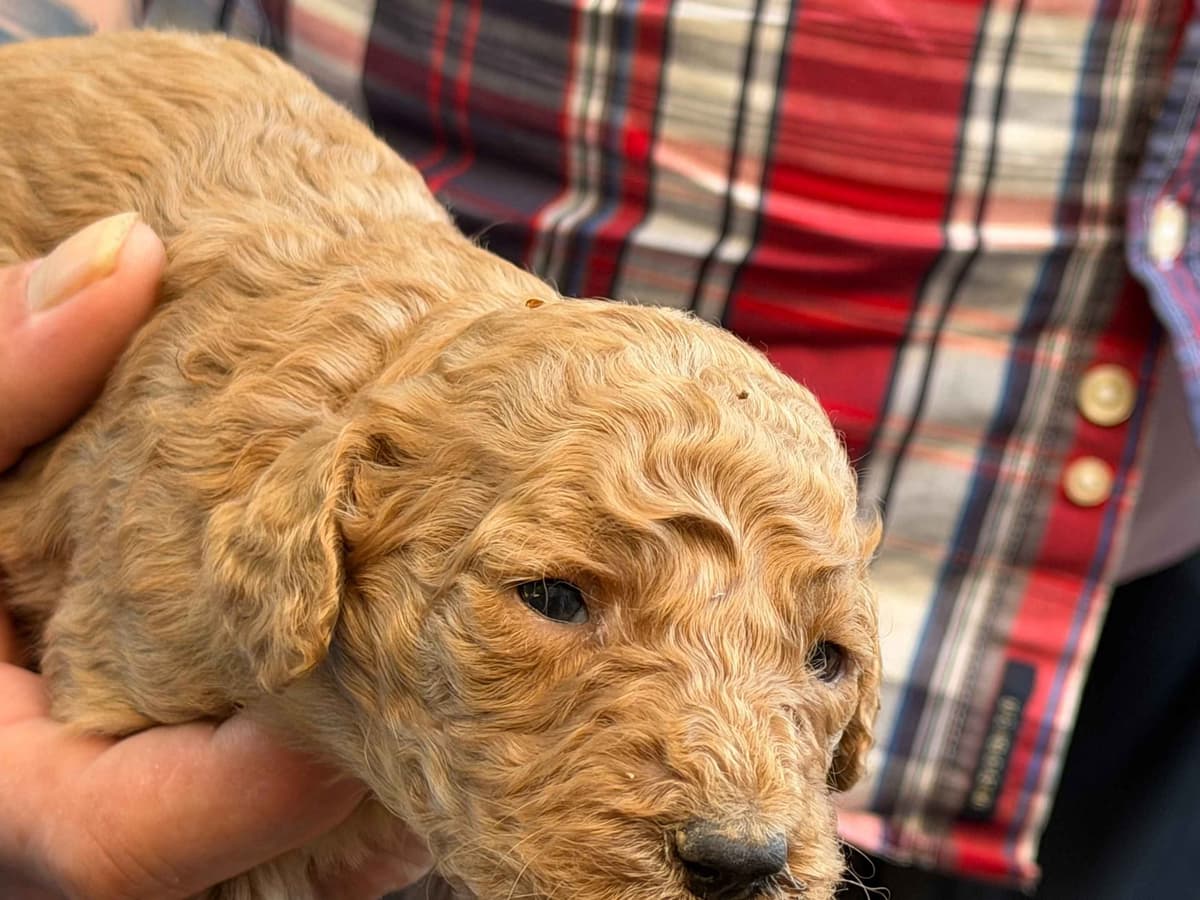 Poodle Puppies breeder image 6