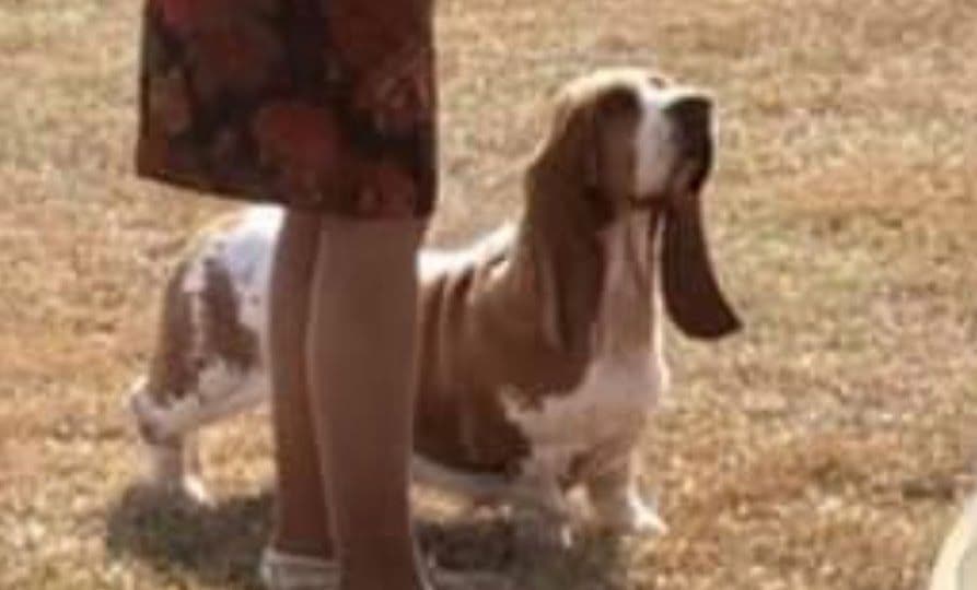 Basset Hound Male Puppy Available breeder image 10