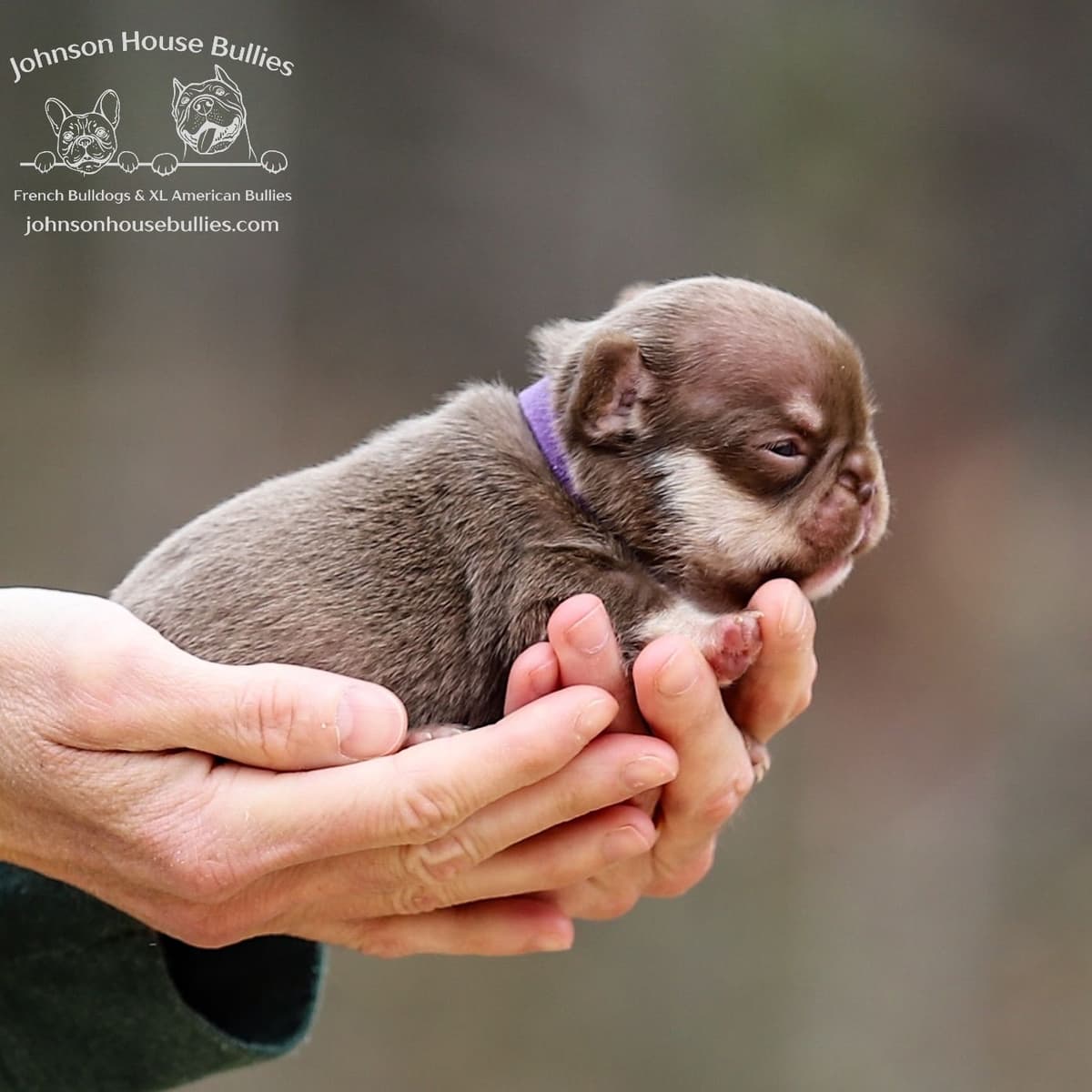 Newshade Isabella & Tan Merle / Newshade Isabella & Tan Health Cleared breeder image 22
