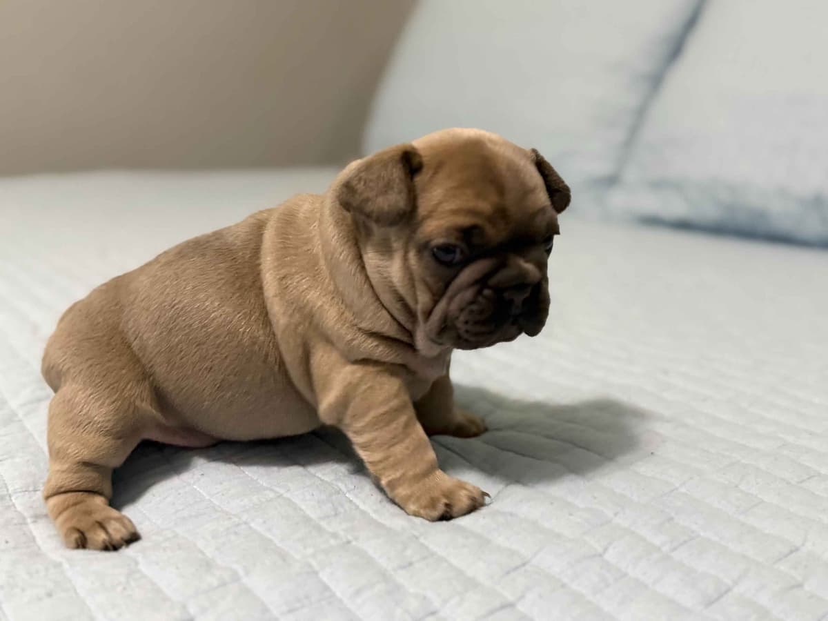 French Bulldog Puppies breeder image 6