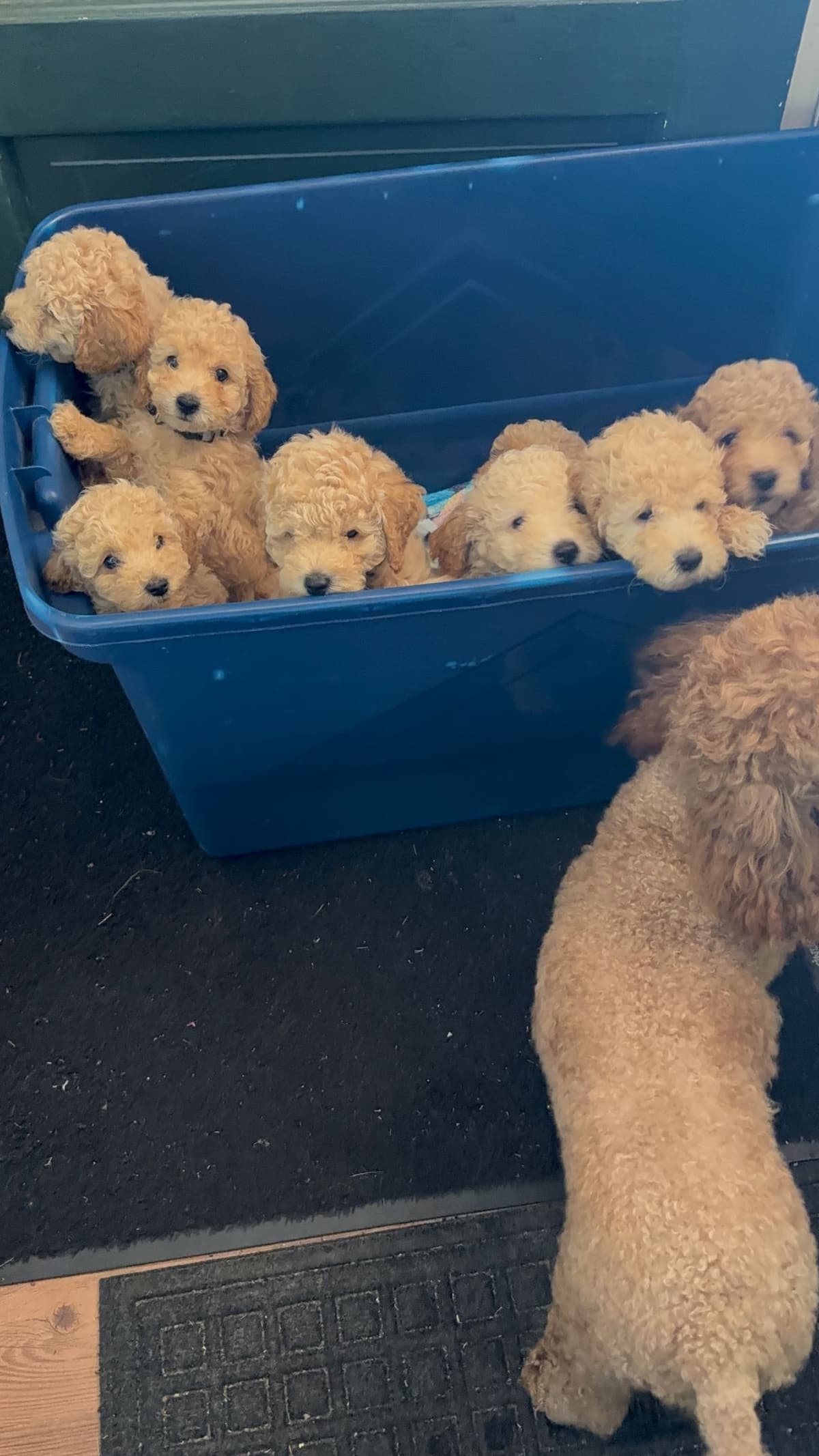 Miniature Poodle Puppies breeder image 14
