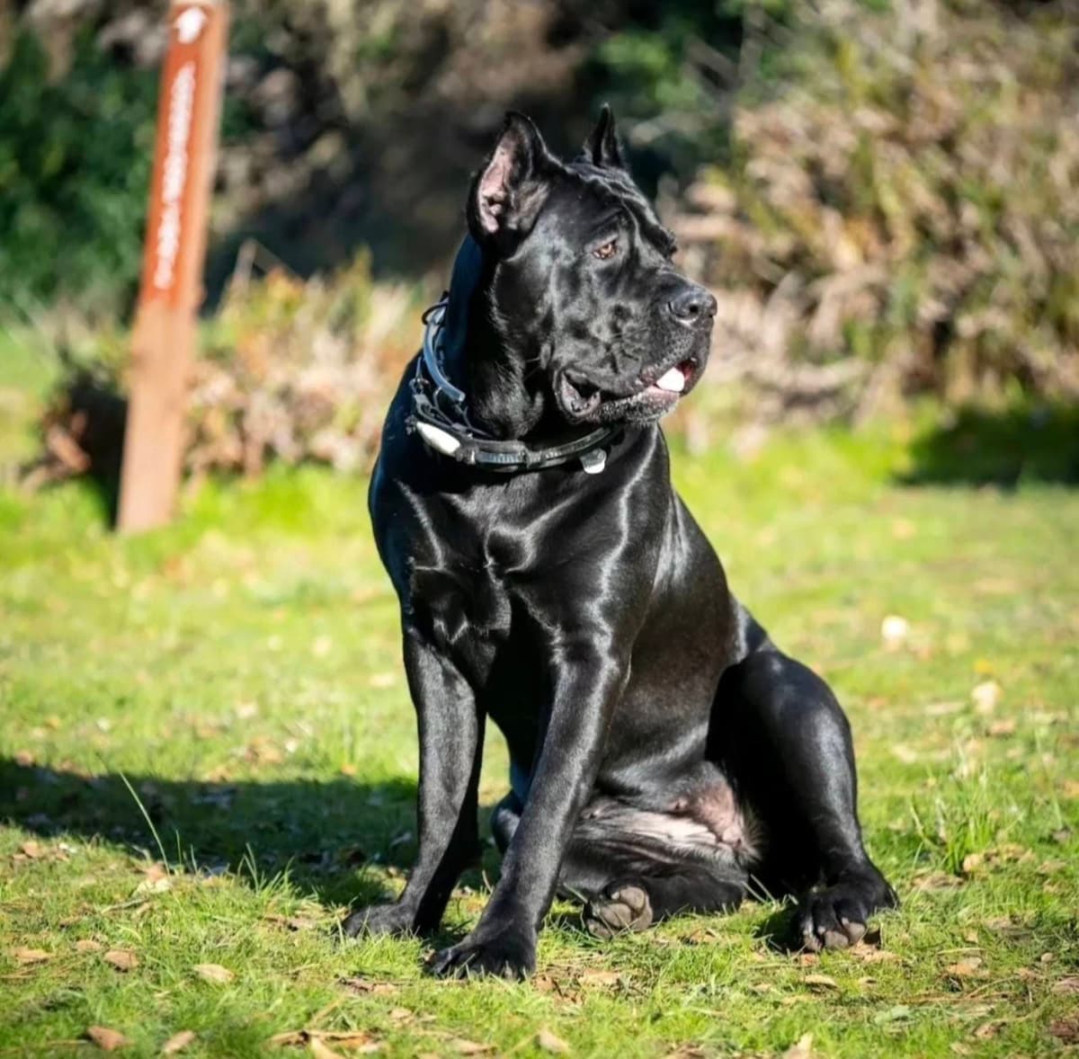 Cane Corso Puppies breeder image 1
