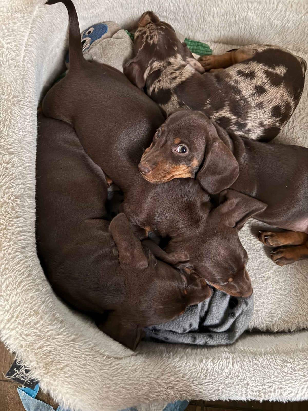 Dachshund Puppies breeder image 2
