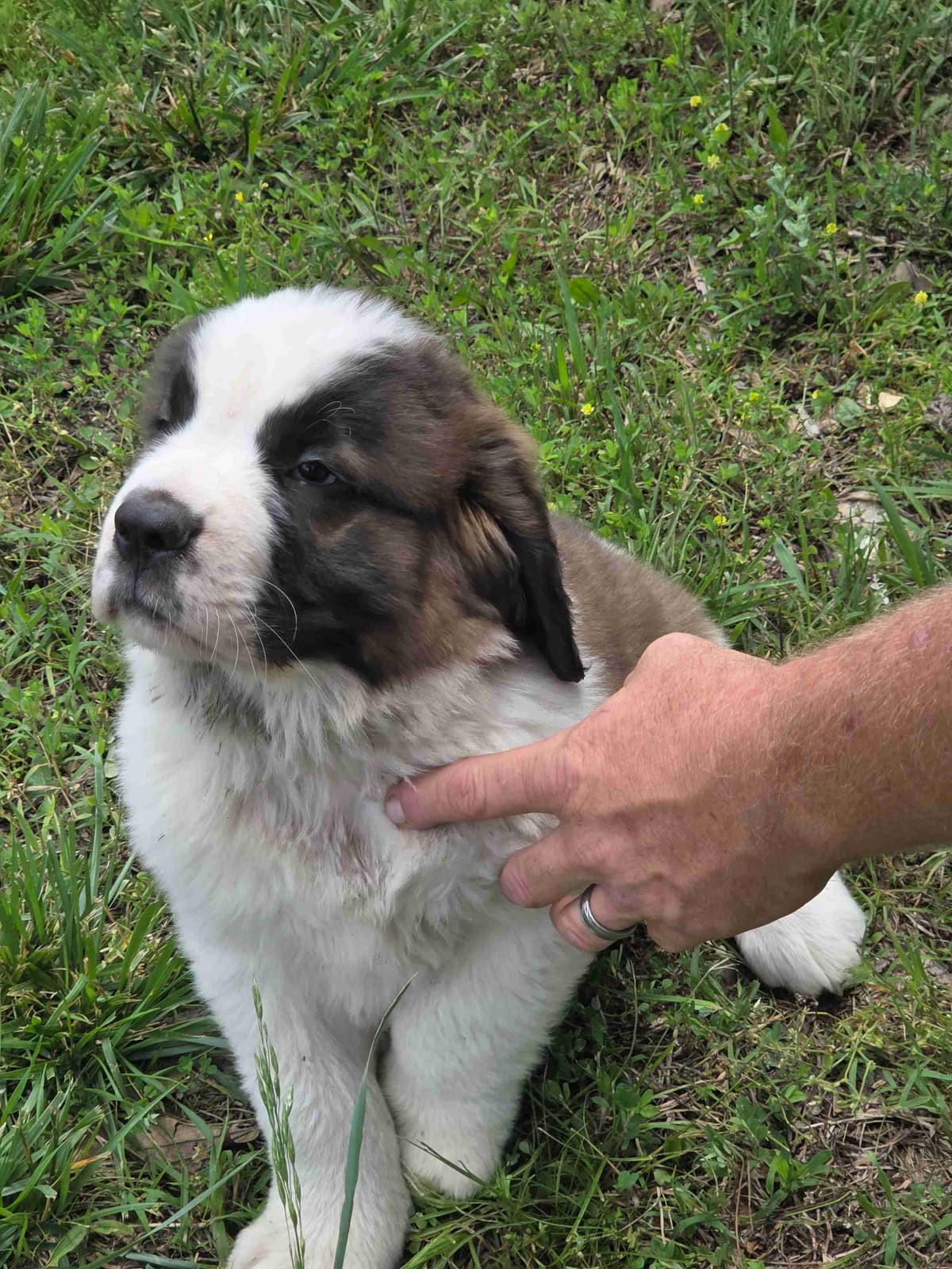 Saint Bernard Puppies breeder image 7