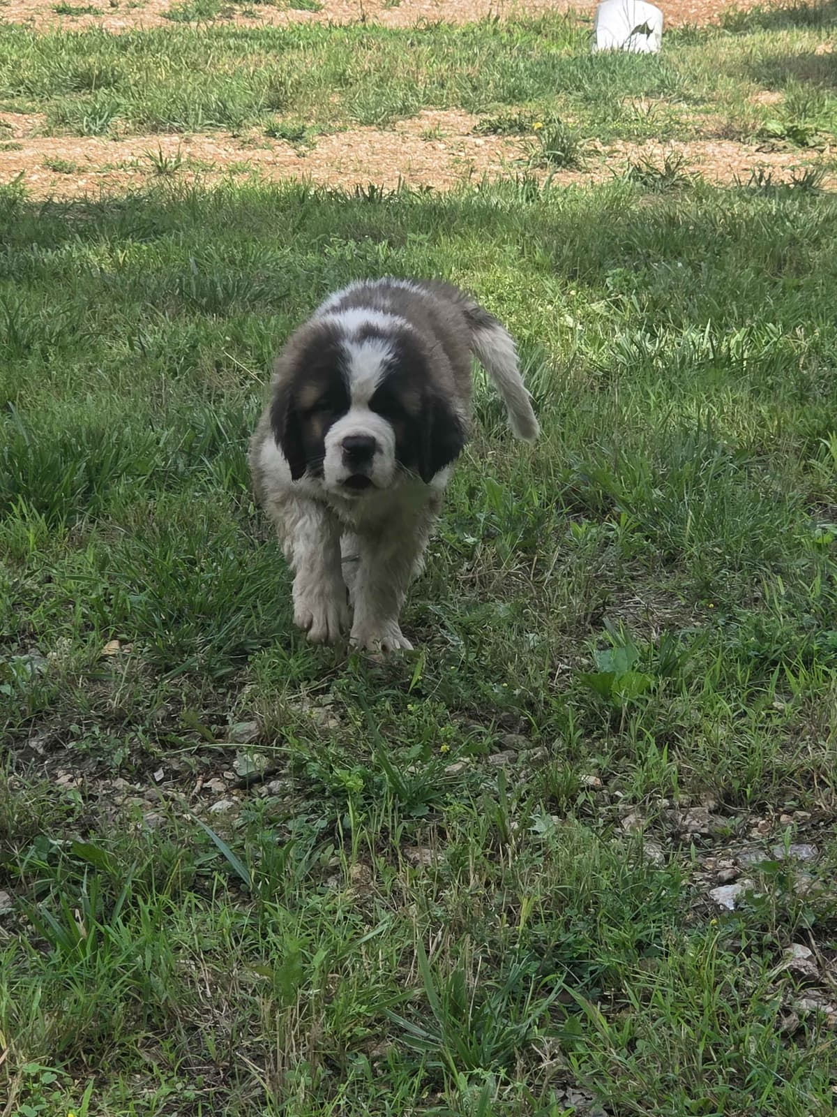 Saint Bernard Puppies breeder image 12