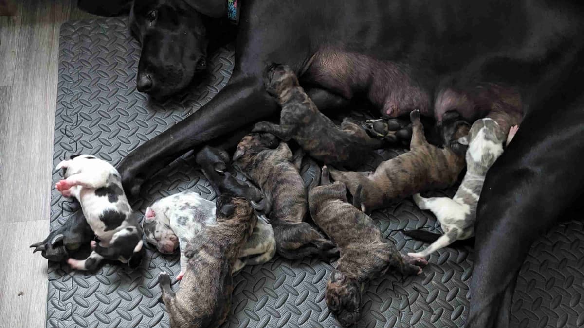 Great Dane Puppies, Reduced breeder image 1