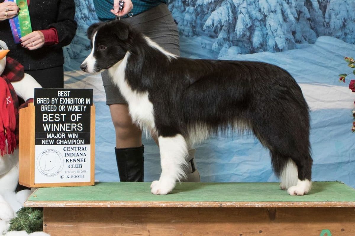 Border Collie Puppies breeder image 10