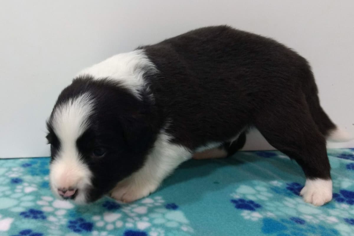 Border Collie Puppies breeder image 3