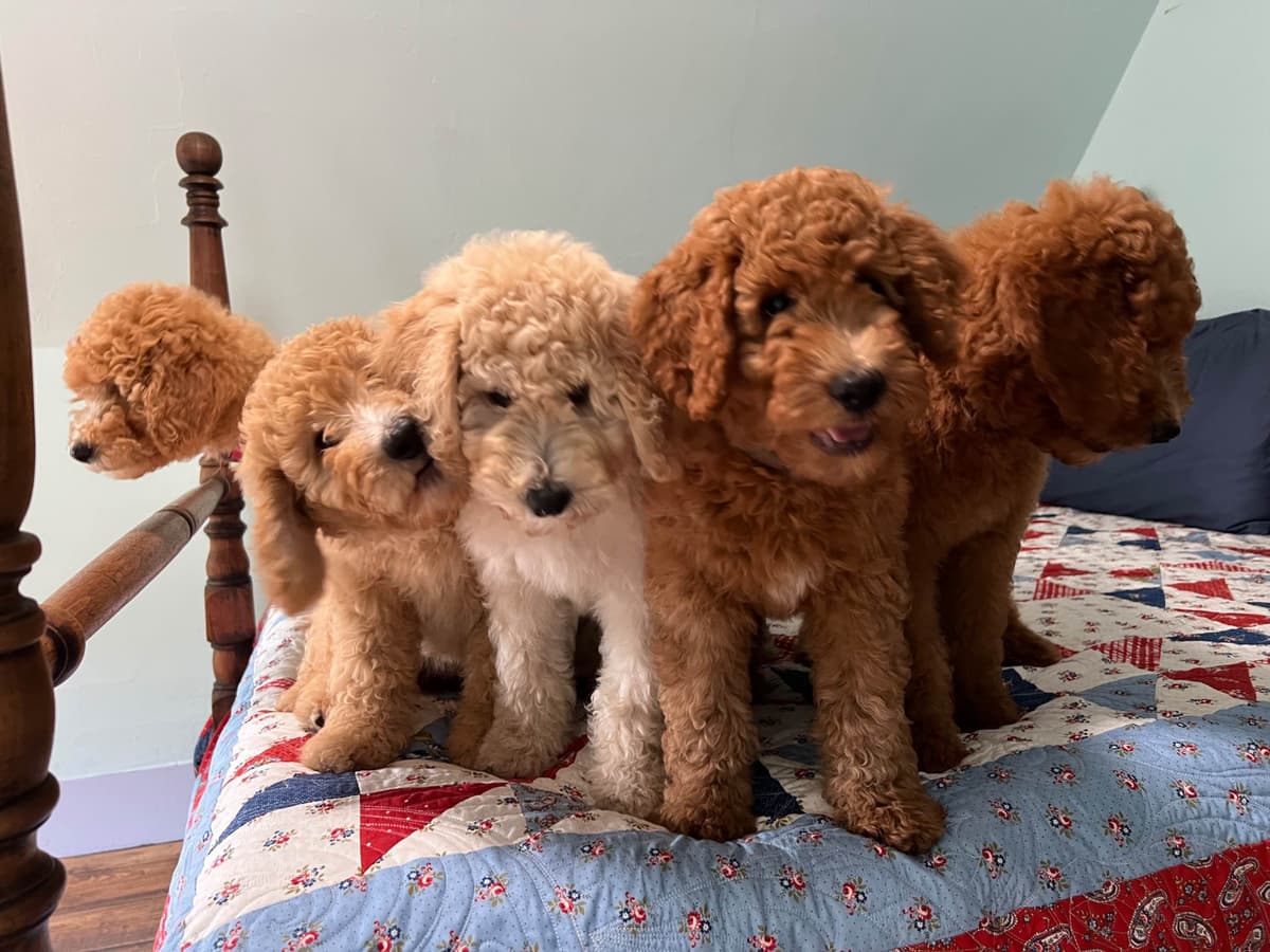 Moyen Size Poodle Puppies- service, working or hunting potential breeder image 1