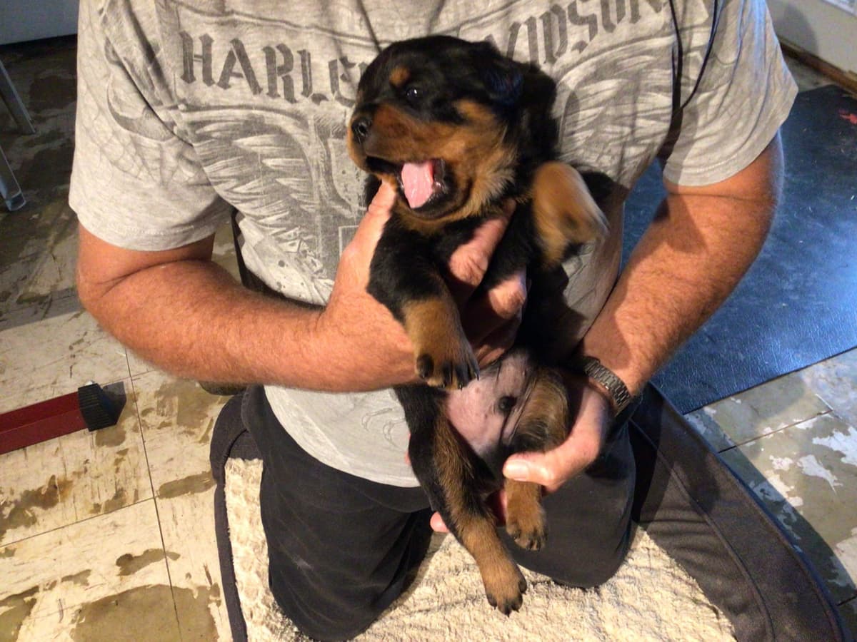 Rottweiler Puppies breeder image 4