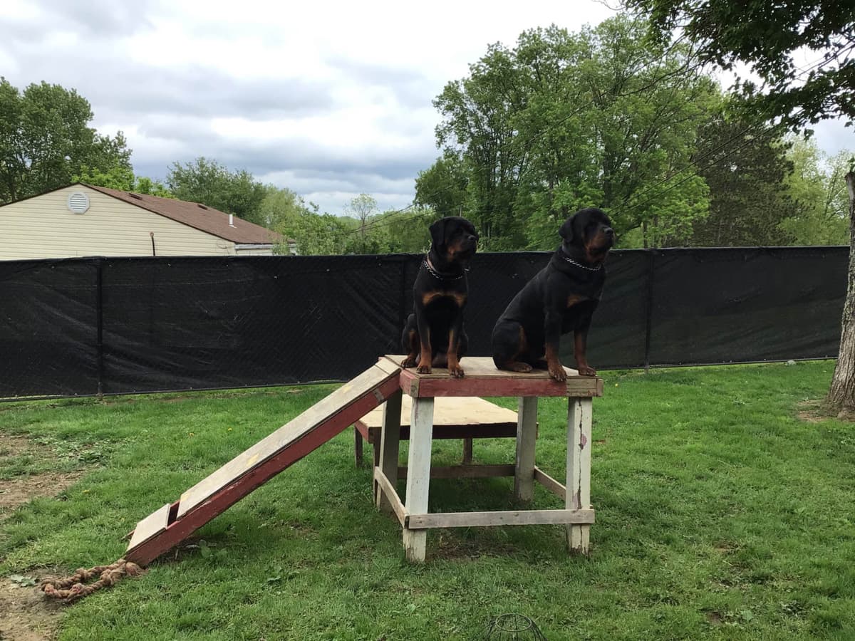 Rottweiler Puppies breeder image 8