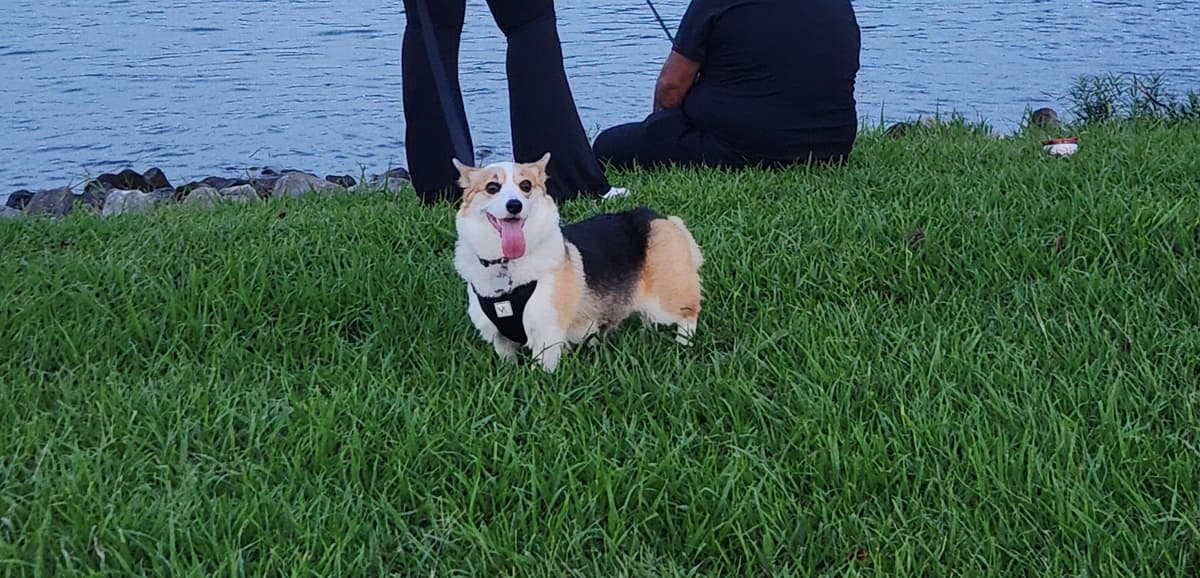 Pembroke Welsh Corgi Puppies breeder image 5