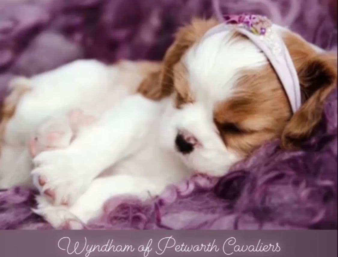 Wyndham of Petworth Cavalier King Charles Spaniel Puppies breeder image 7