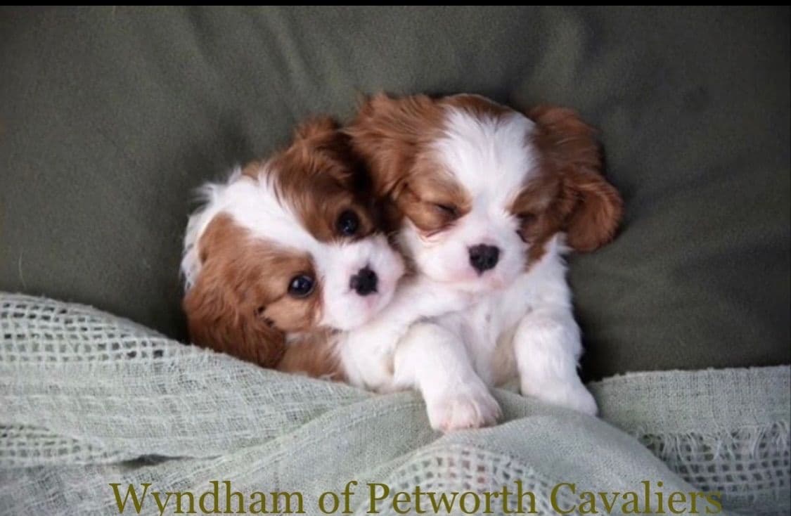 Wyndham of Petworth Cavalier King Charles Spaniel Puppies breeder image 26