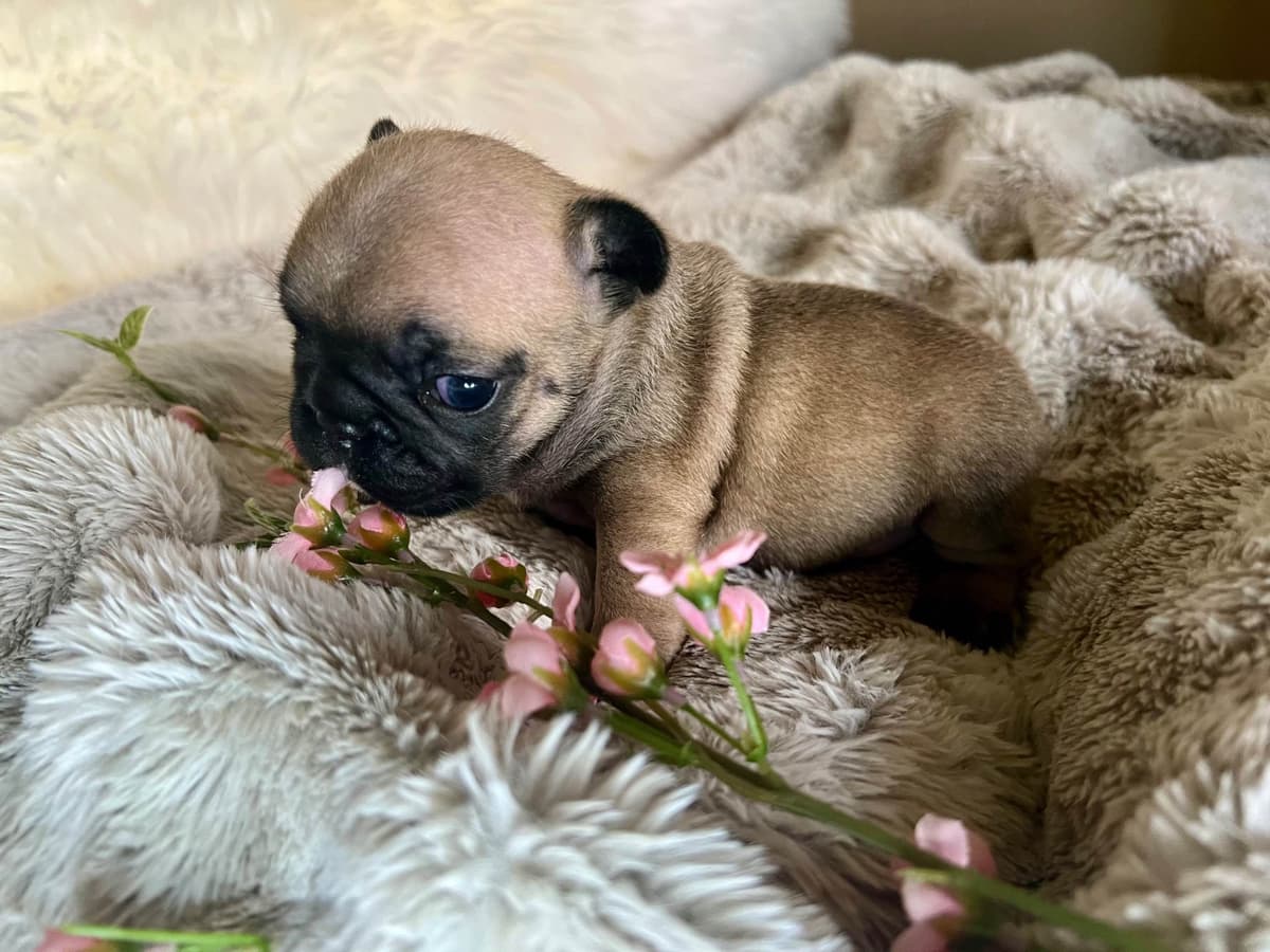 French Bulldog Puppies breeder image 7