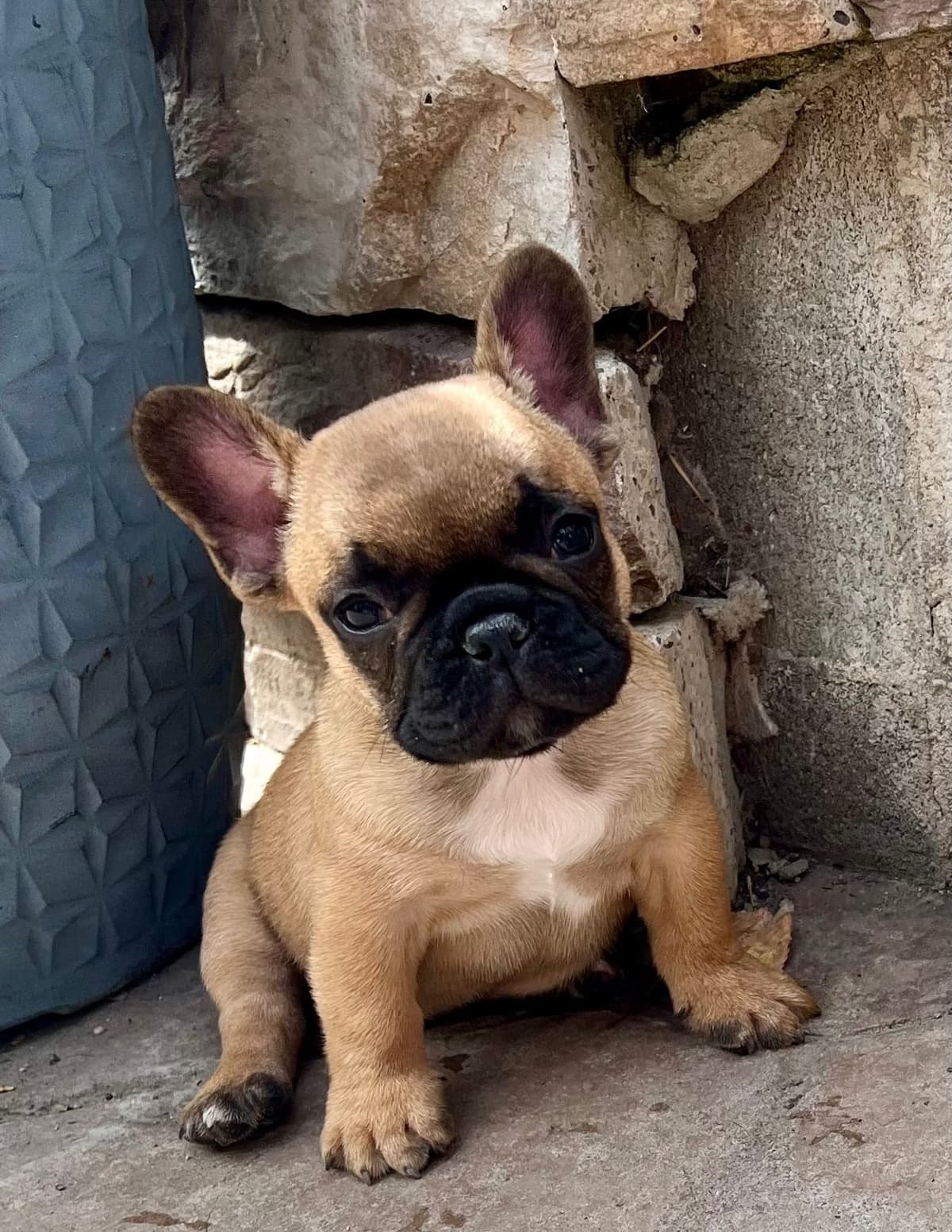 French Bulldog Puppies breeder image 9