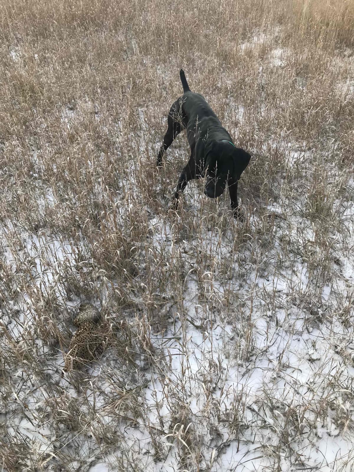 German Shorthaired Pointer Puppies breeder image 15
