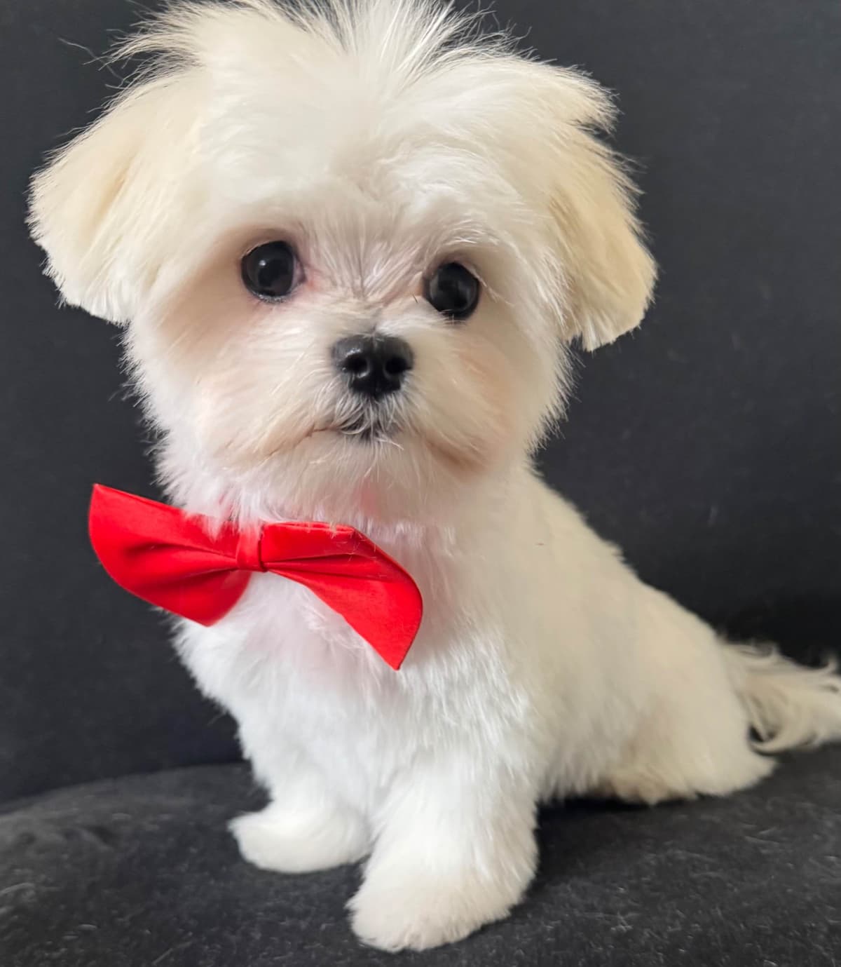 Maltese Puppies breeder image 1