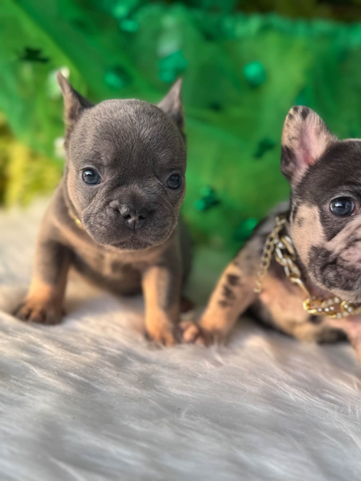French Bulldog Puppies breeder image 3