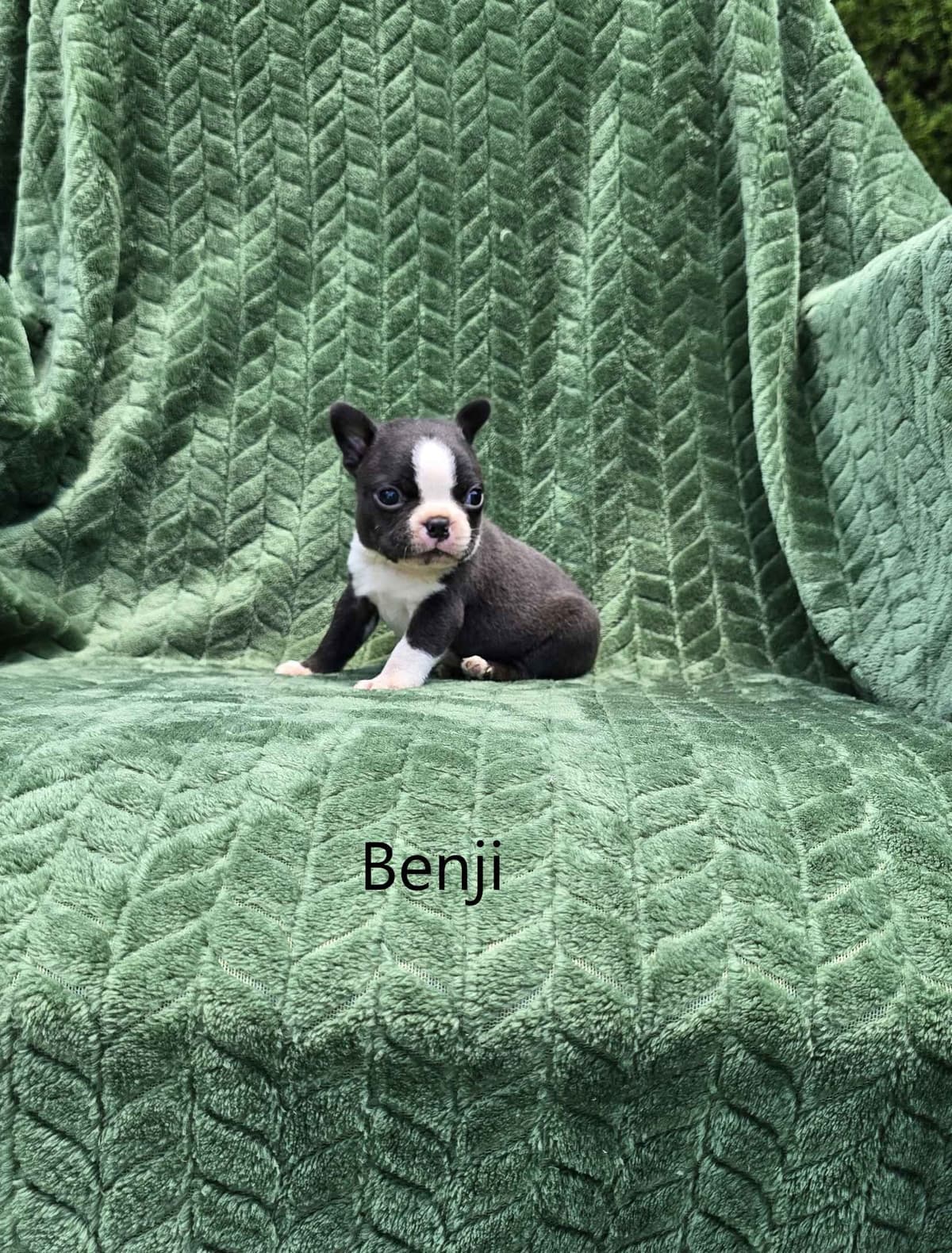 Boston Terrier Puppies breeder image 2