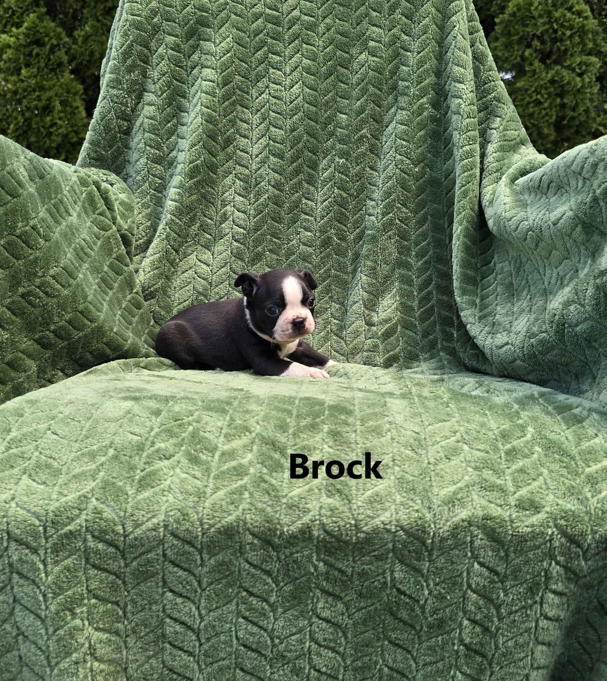 Boston Terrier Puppies breeder image 4