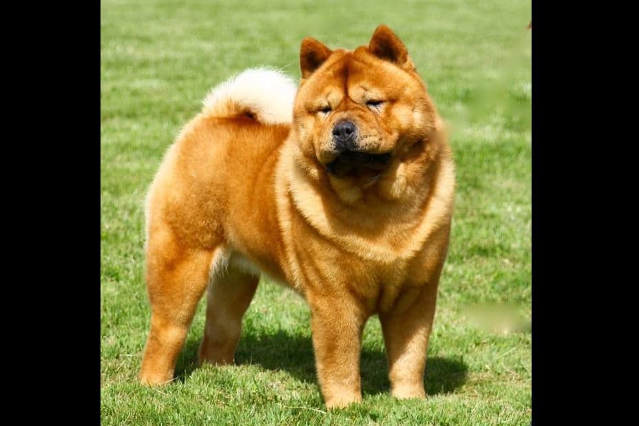 Grand Champion Sired 2 smooth Chow Chow Puppies Available breeder image 1