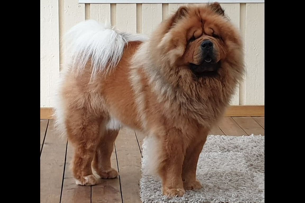 Grand Champion Sired 2 smooth Chow Chow Puppies Available breeder image 9