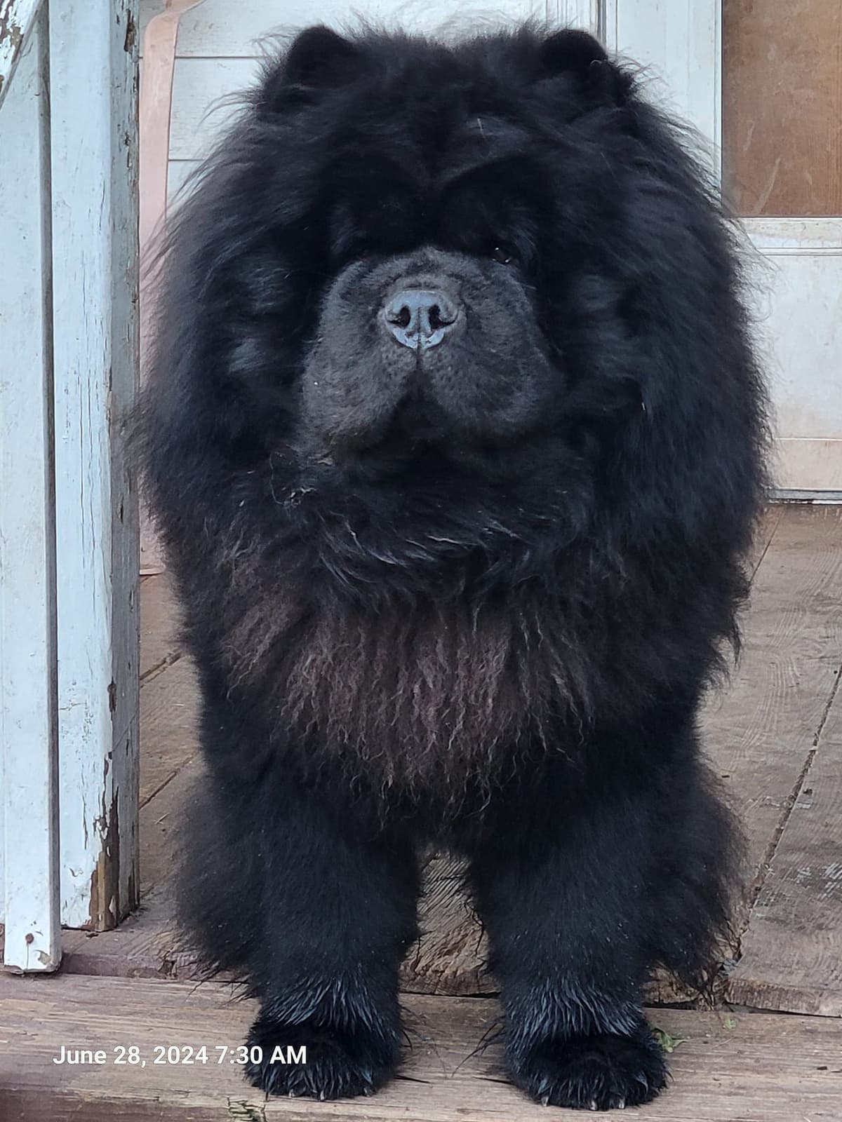 Grand Champion Sired 2 smooth Chow Chow Puppies Available breeder image 23