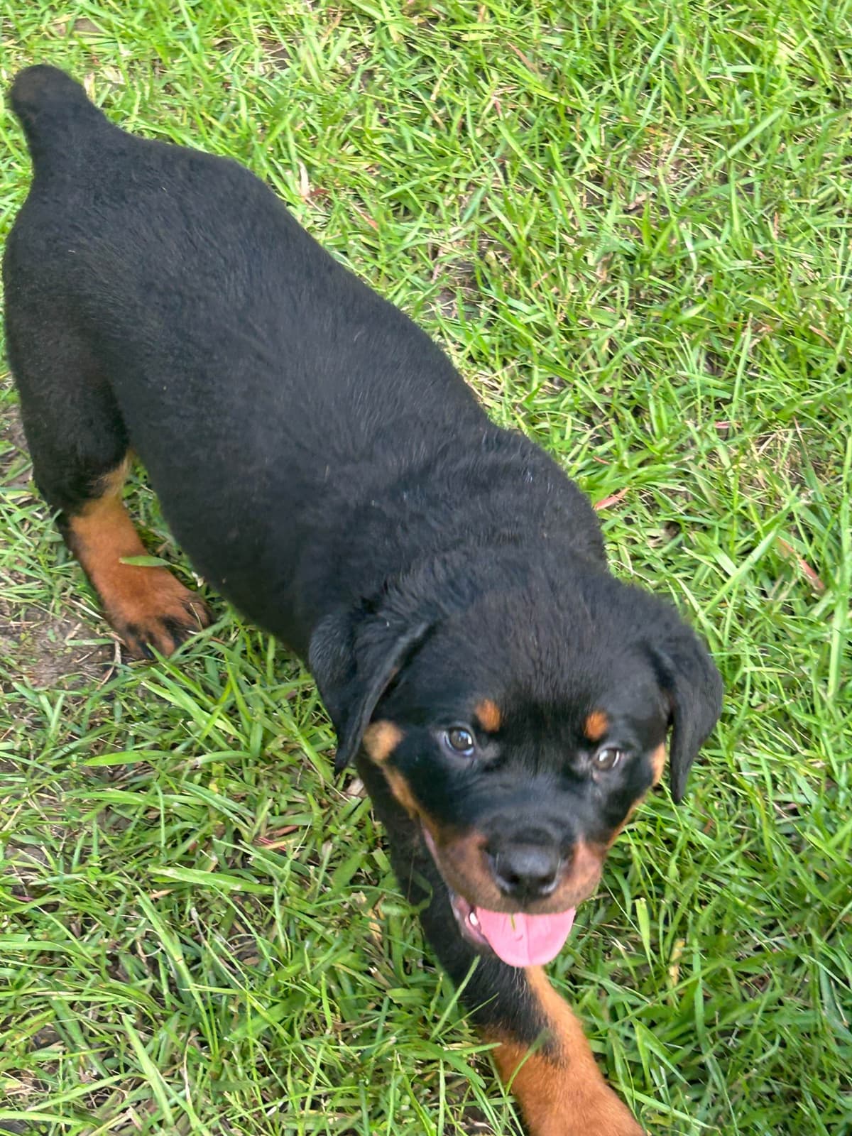 Rottweiler Puppies breeder image 1