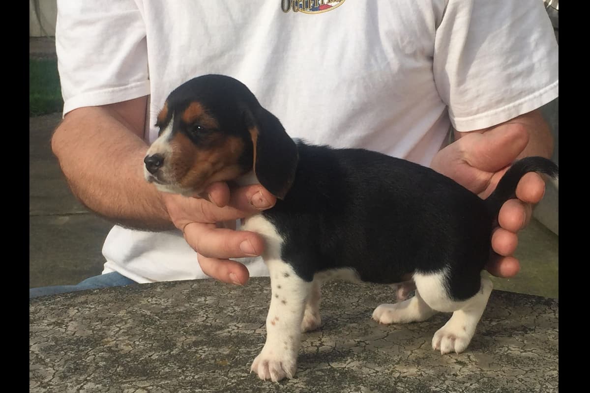Beagle Puppies breeder image 6