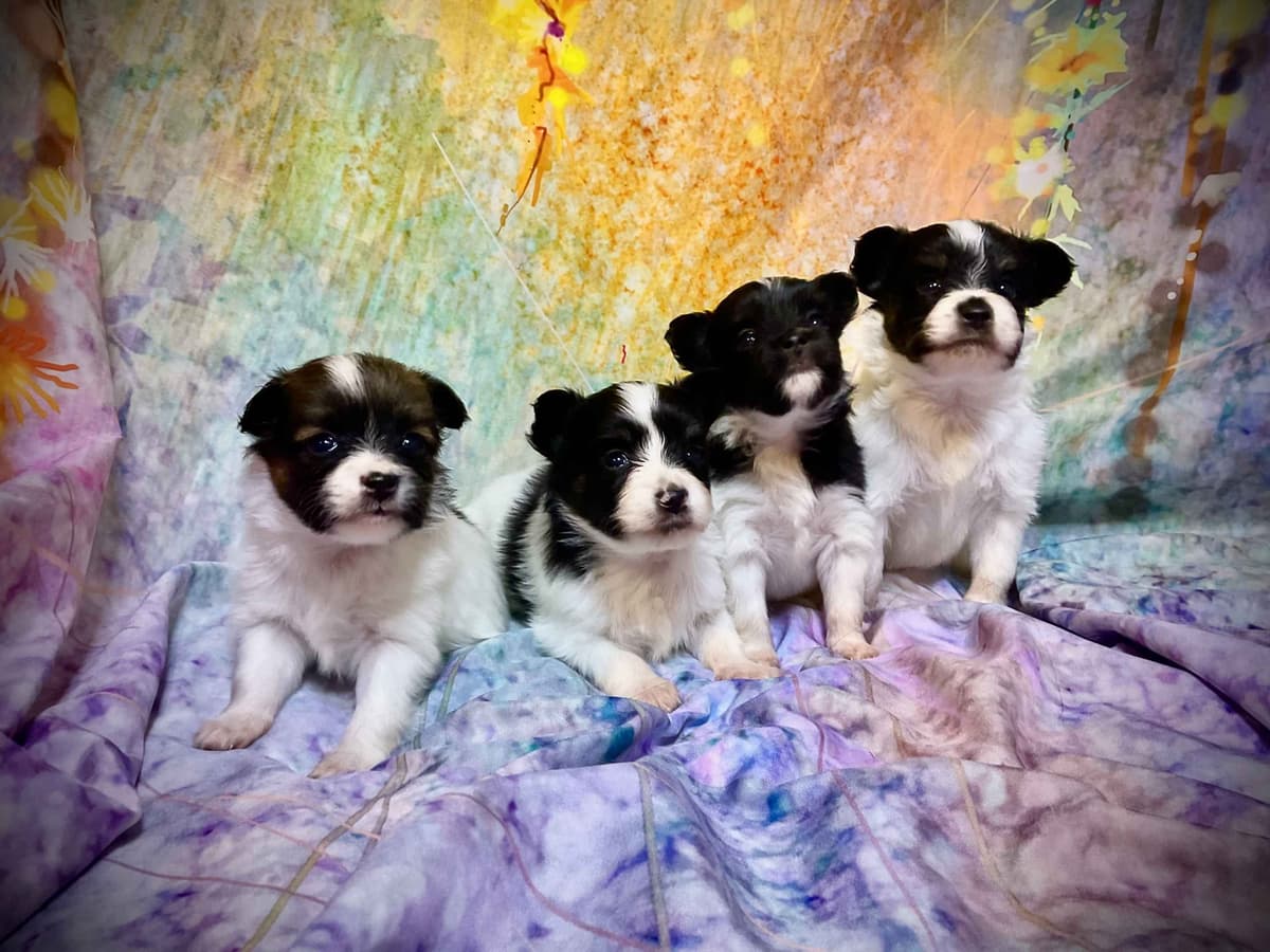 Ruby and Zoey Ready for Forever Homes 5/24/26 breeder image 2