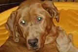 Labrador Retriever Puppies breeder image 5