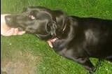Labrador Retriever Puppies breeder image 9