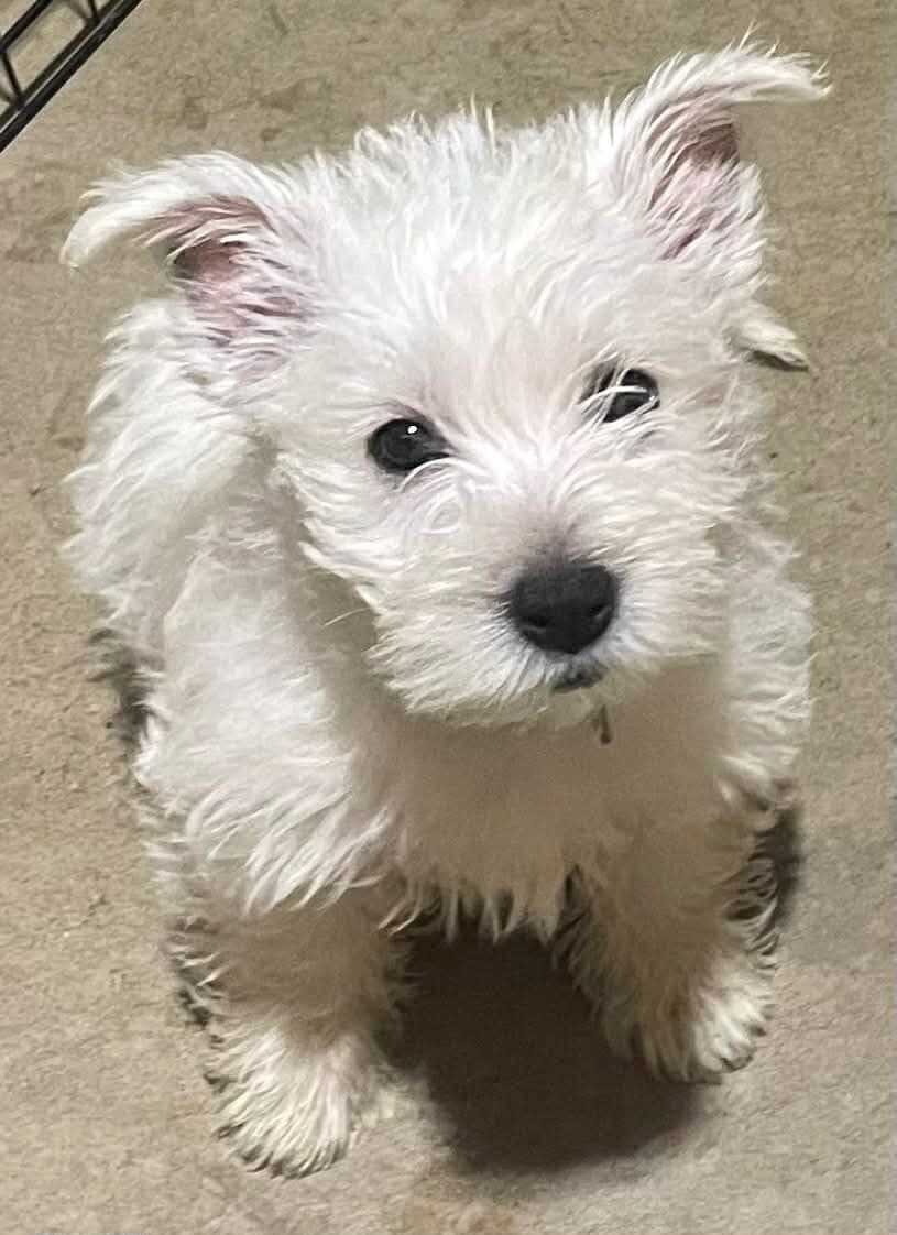 Adorable West Highland White Terrier Puppies breeder image 3