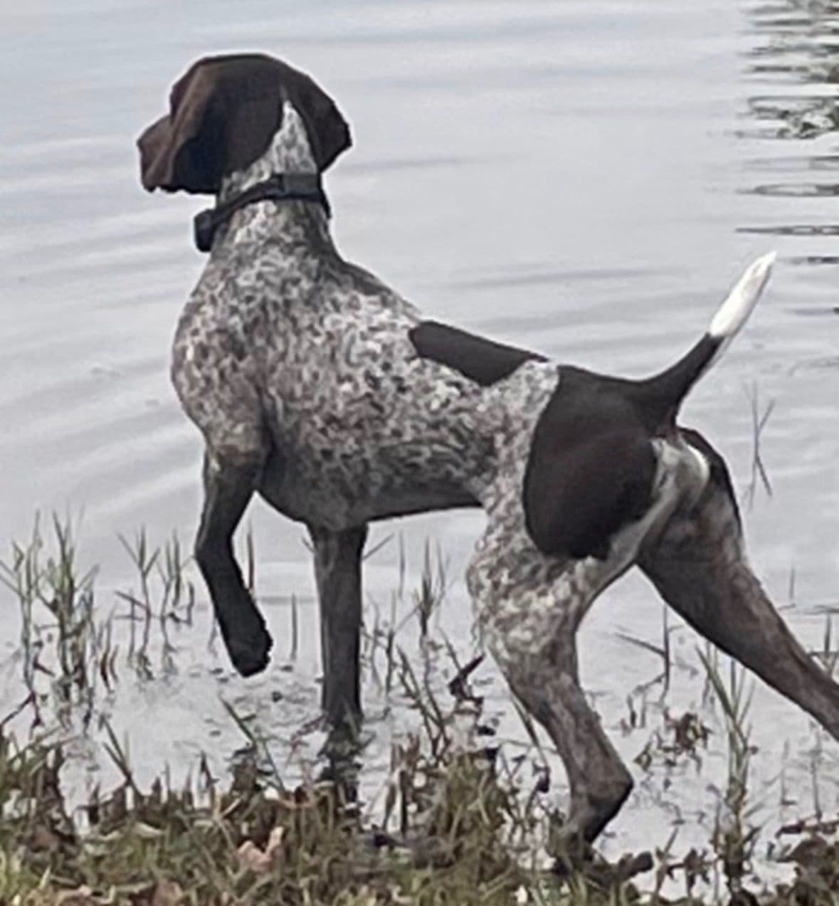 German Shorthaired Pointer Puppies breeder image 1